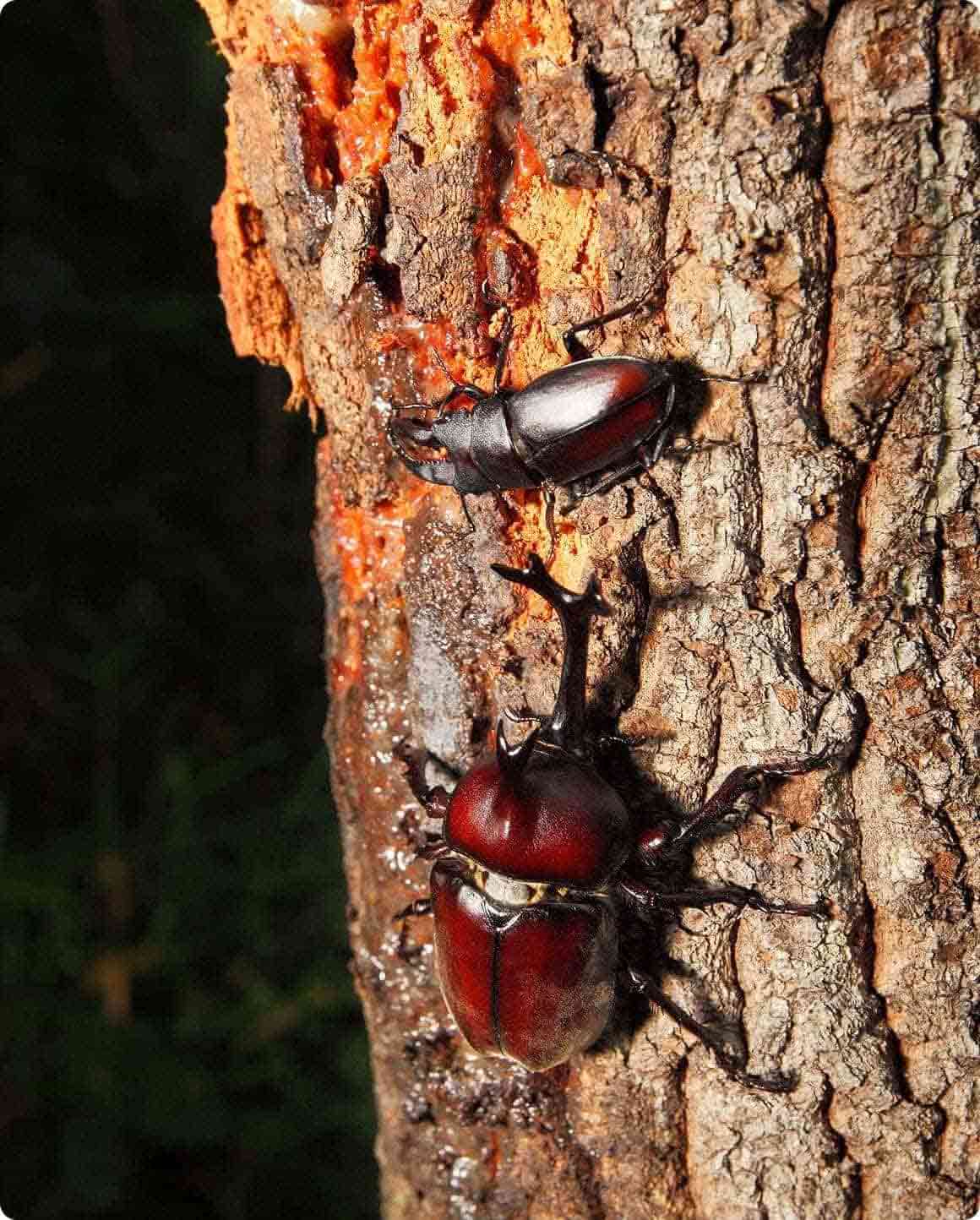 樹液が発酵している場所