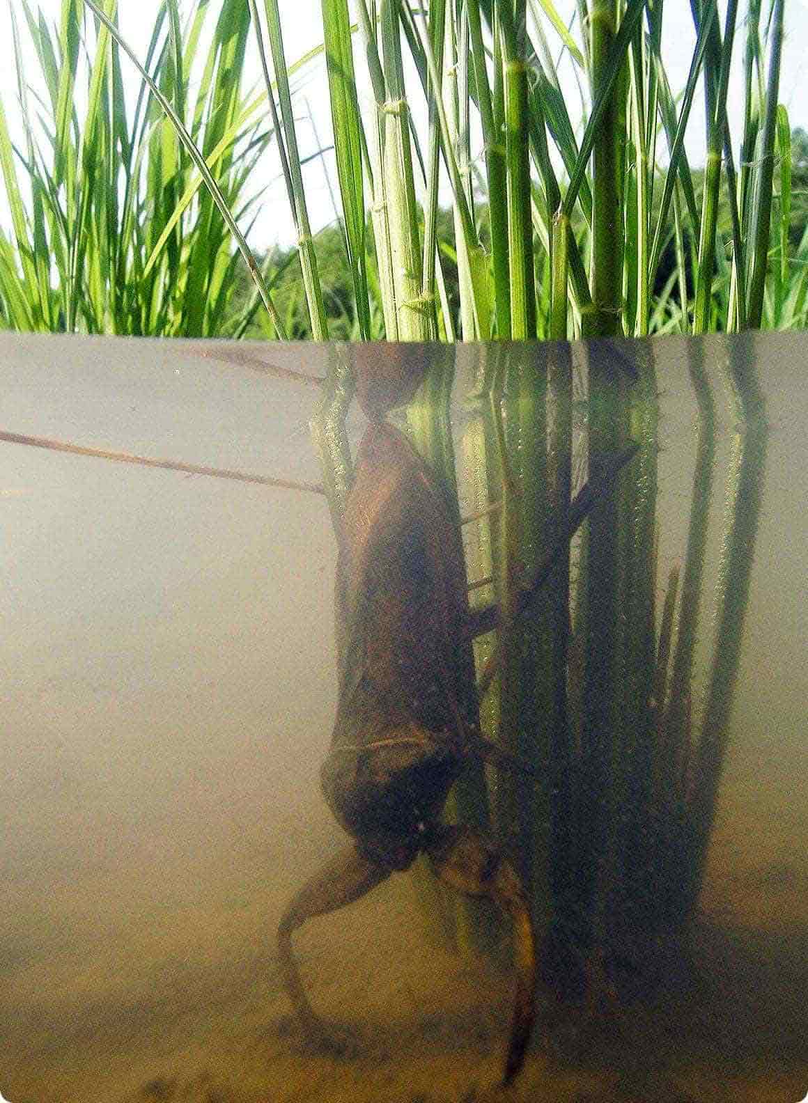 採集するには、水草などの周辺をすくうとよい