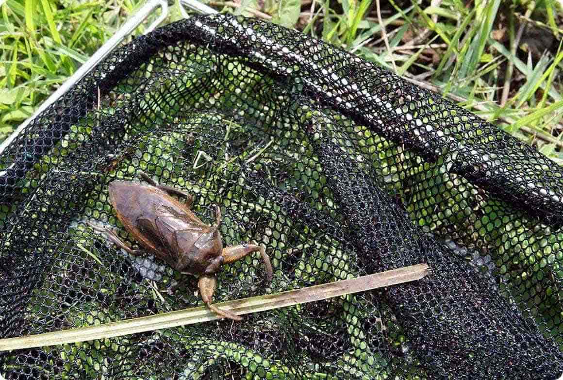 網に入ったタガメ