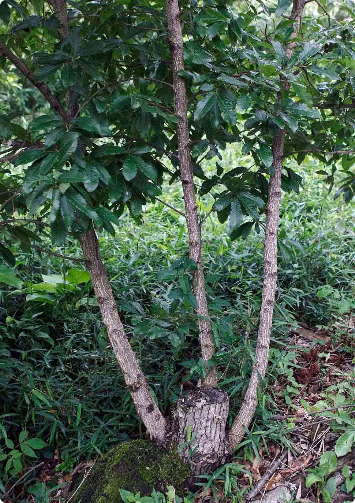 切り倒された古木の根本