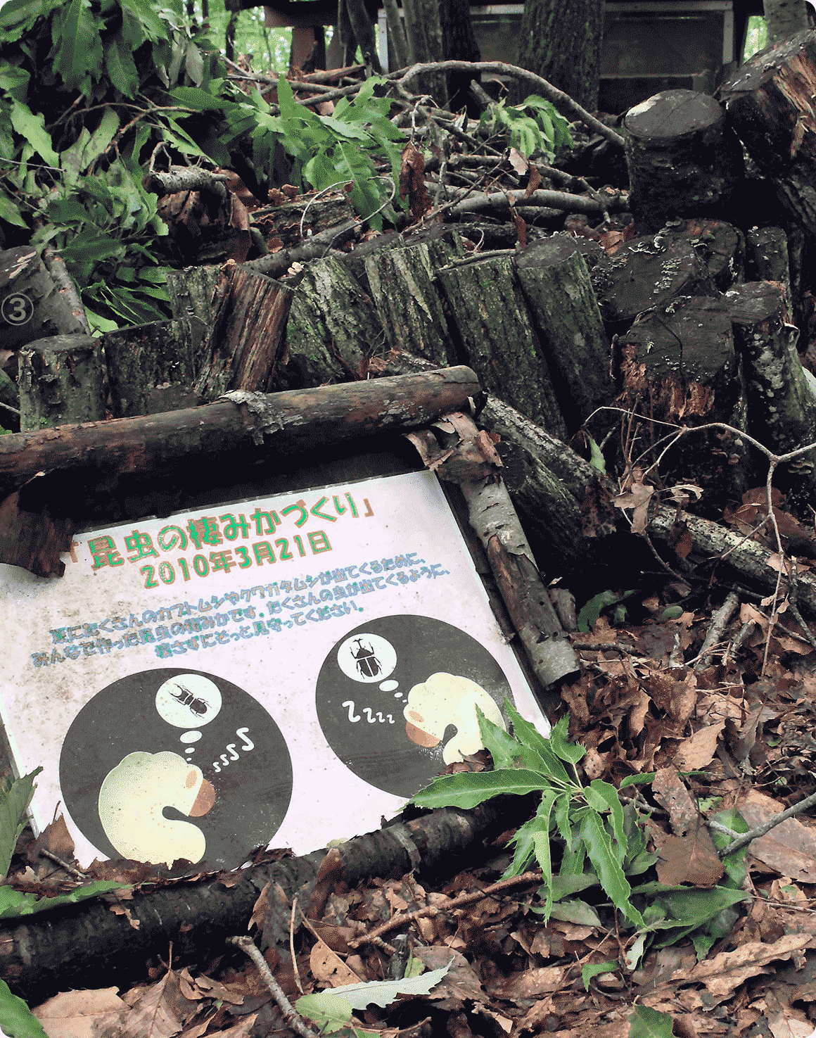 『ハローウッズ』では、クワガタなど朽木を成長の場として利用する昆虫のために、こうして枝や丸太を集めていました