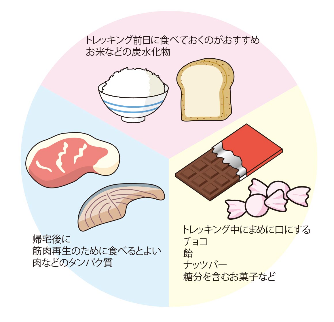 エネルギー源は炭水化物で