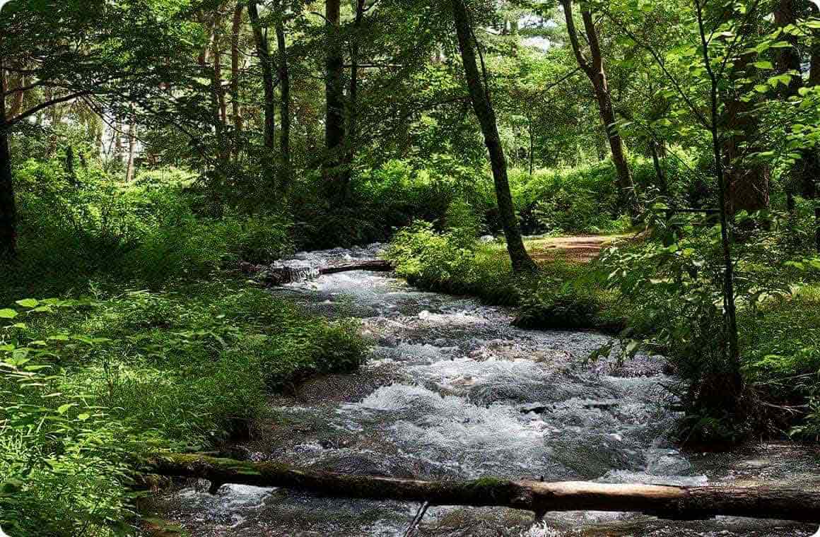 平坦な散歩道にはウッドチップが敷きつめられていて、こもれ日を浴びながら、せせらぎをBGMにしつつのんびり歩くことができます