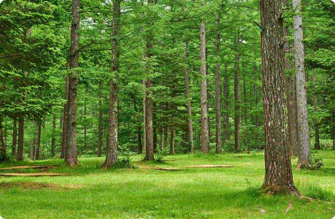 戸隠イースタンキャンプ場の画像