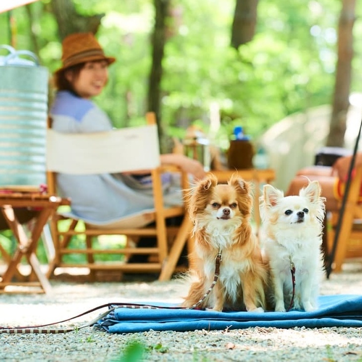 【わんこと一緒にキャンプ】楽しく過ごすためのノウハウをご紹介 
