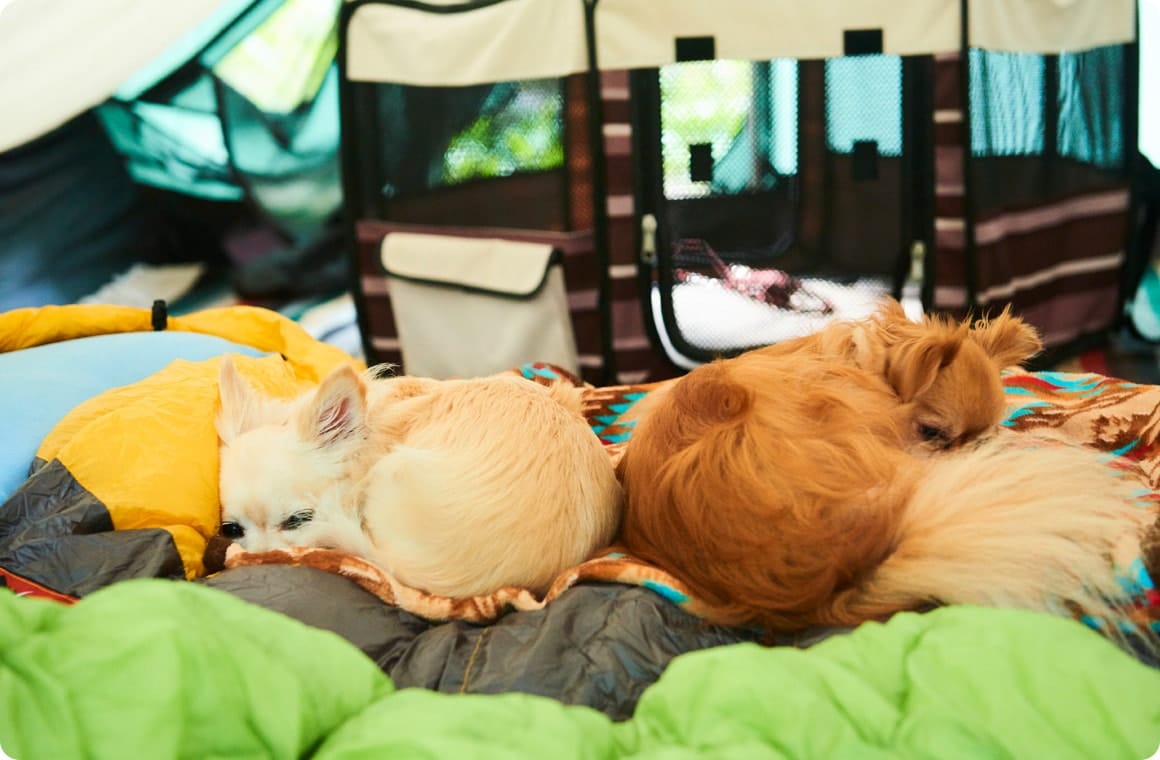 毛布の上で丸くなる2匹のチワワの画像