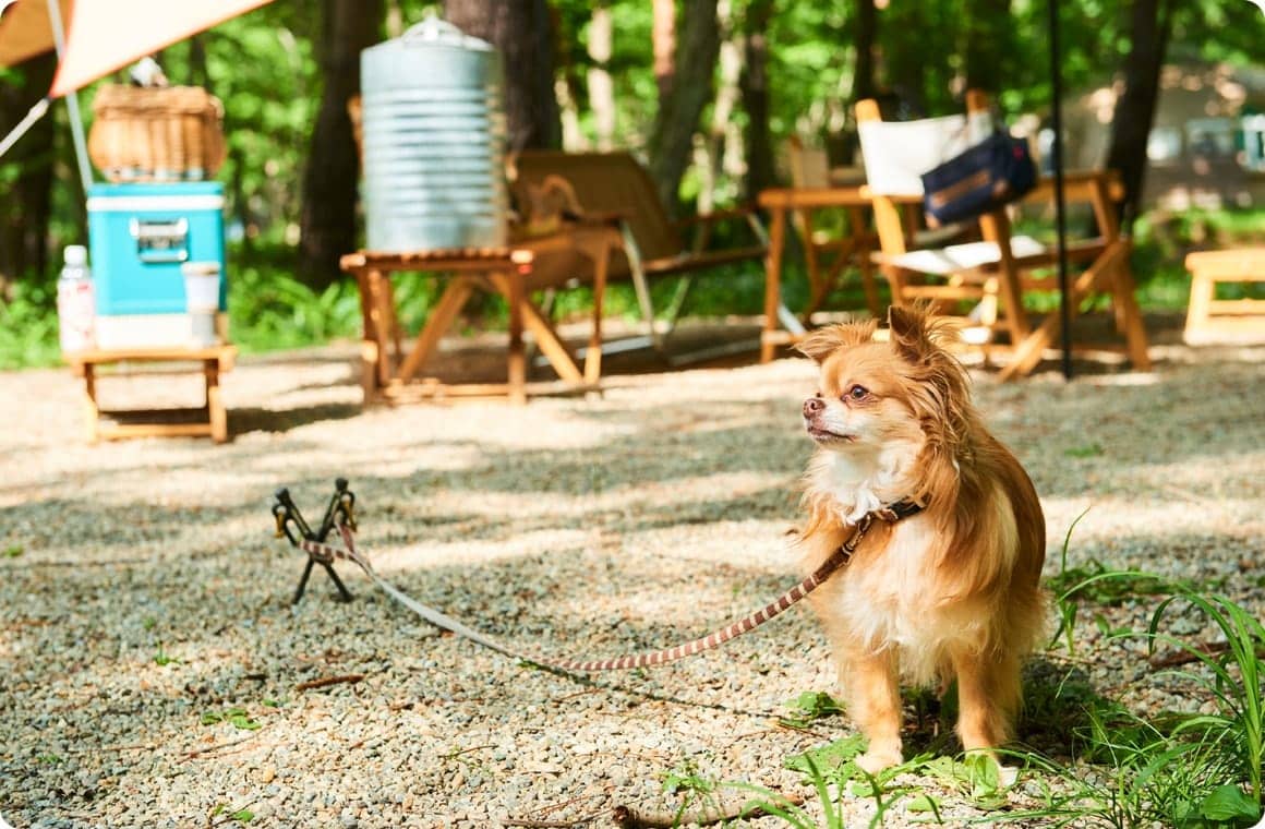 リードを着用したチワワの画像