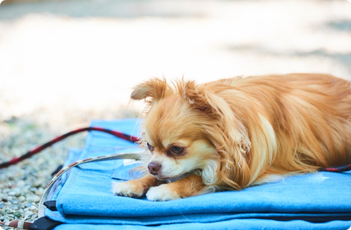 ブランケットの上にうずくまるチワワの画像