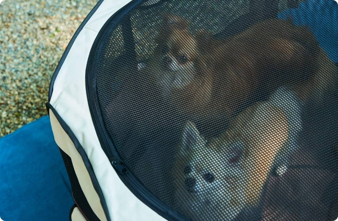 メッシュサークルの中にいる2匹のチワワの画像