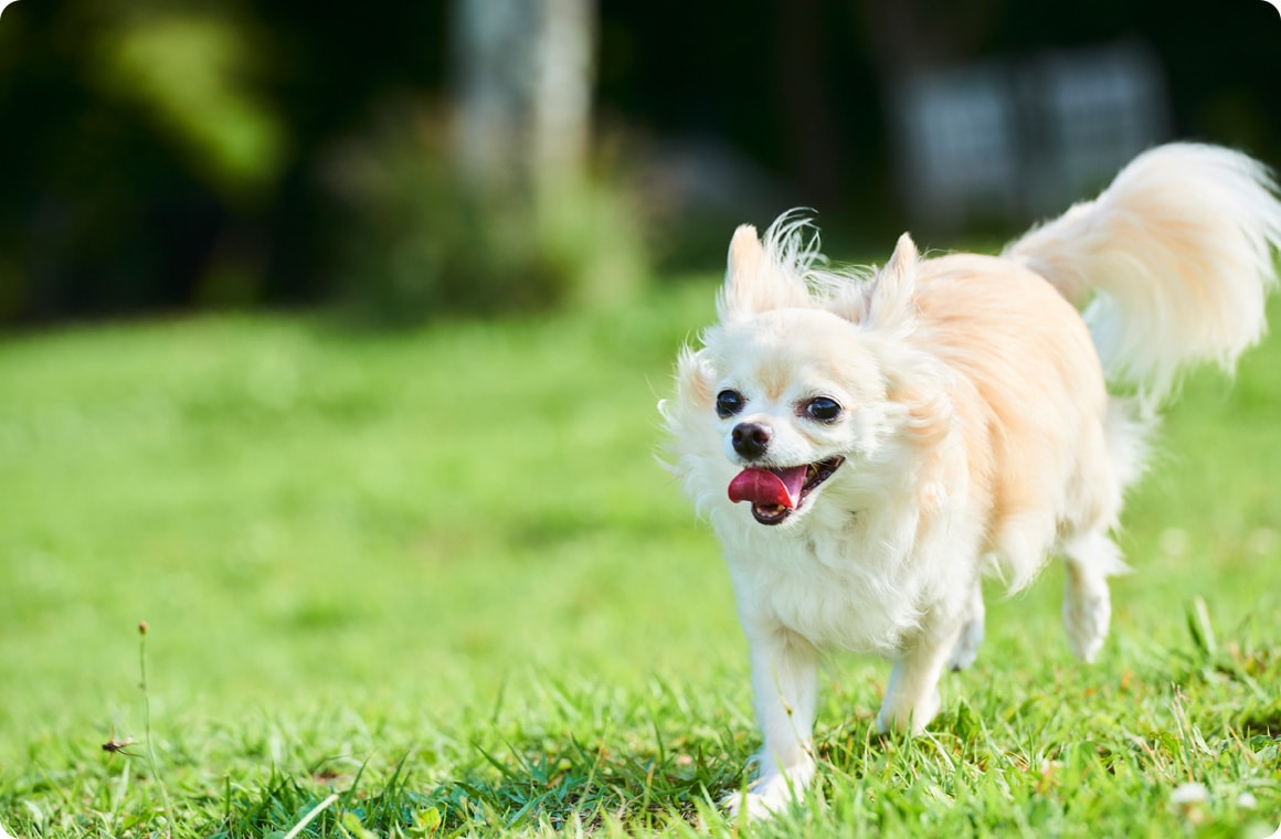 遊ぶチワワの画像