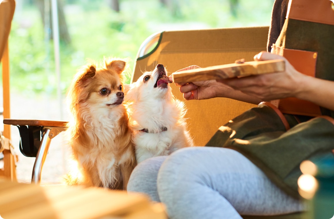 ごはんを食べる2匹のチワワの画像
