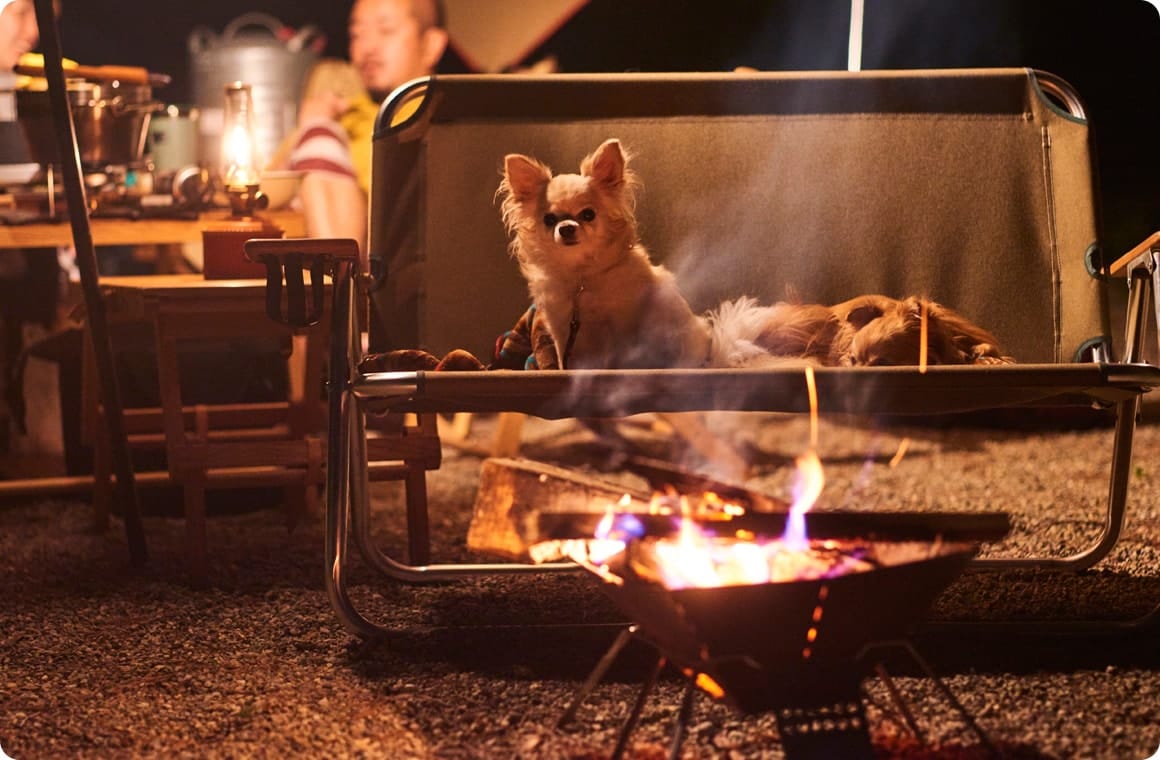 焚き火の前でリラックスするチワワの画像