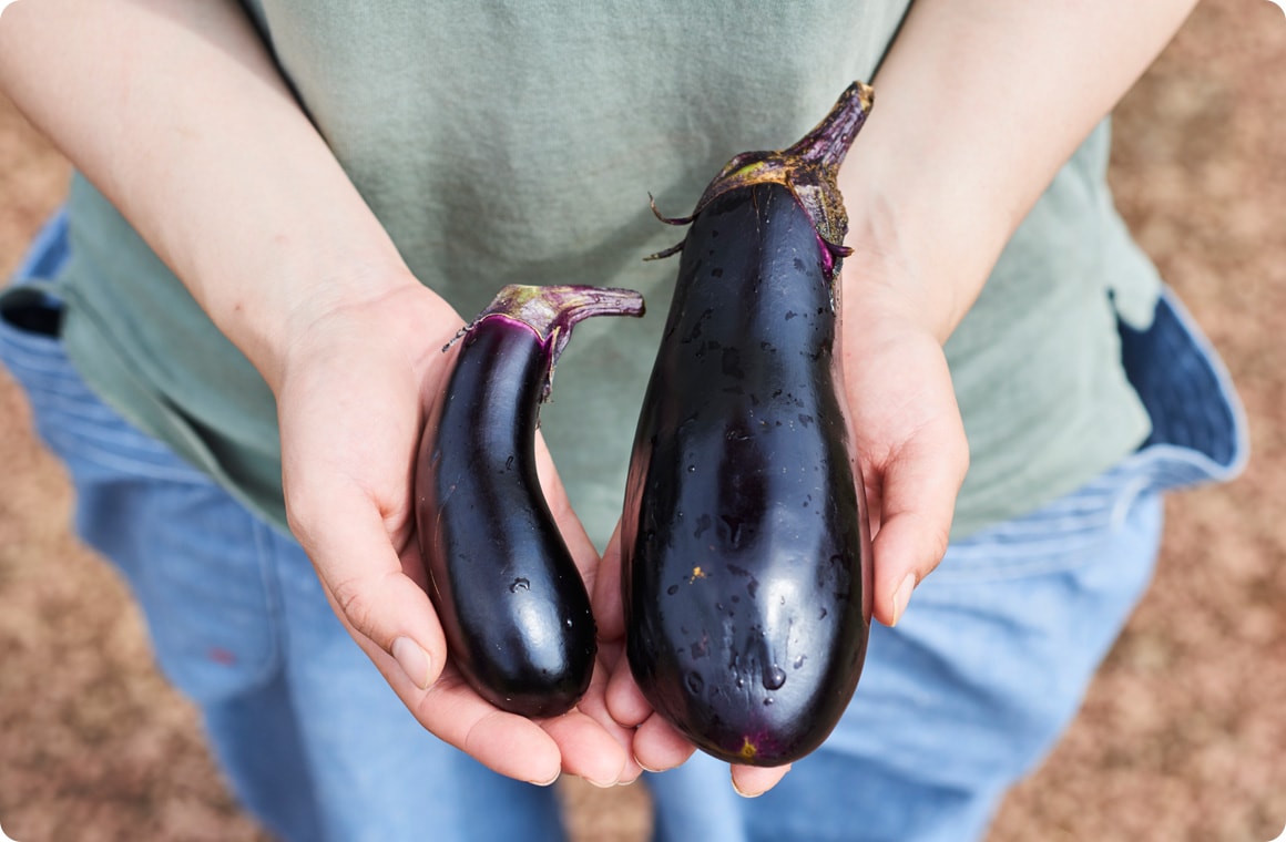 採りごろのナスと収穫時期が遅れたナスの画像