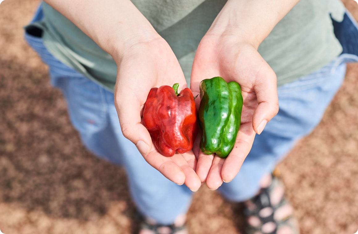 同じ品種の2つのピーマンの画像