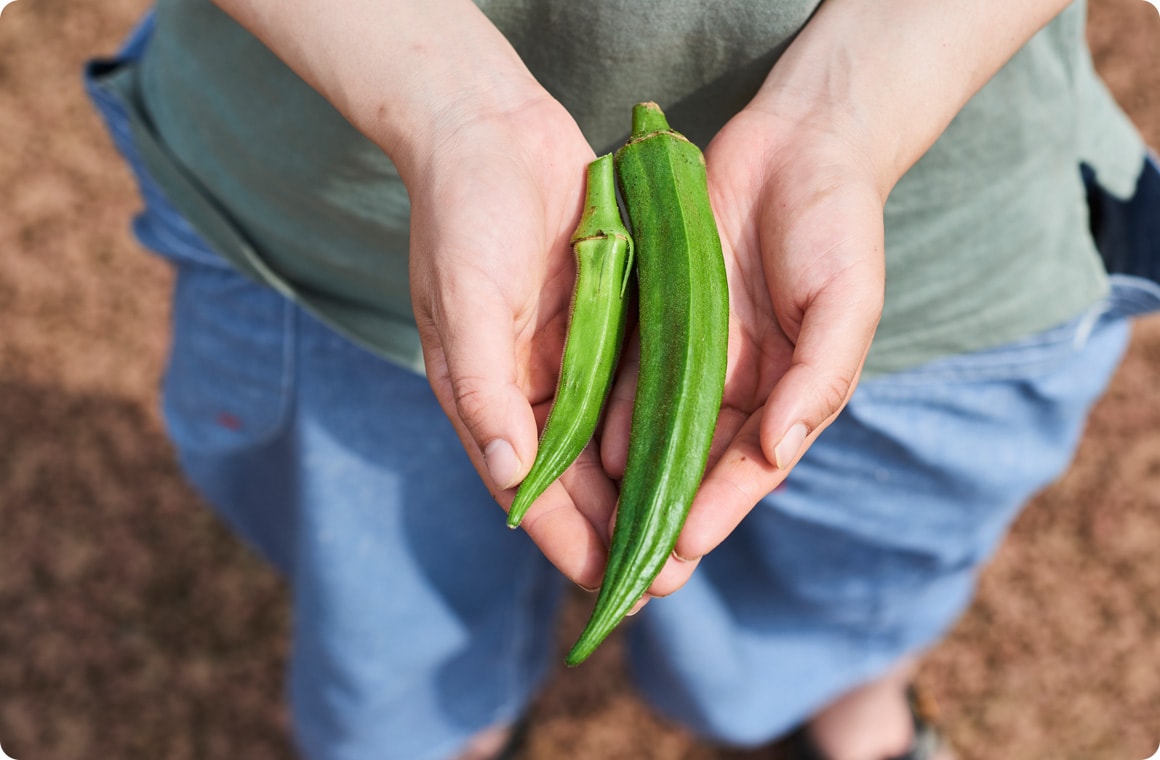 採りごろのオクラと収穫時期を過ぎたオクラの画像