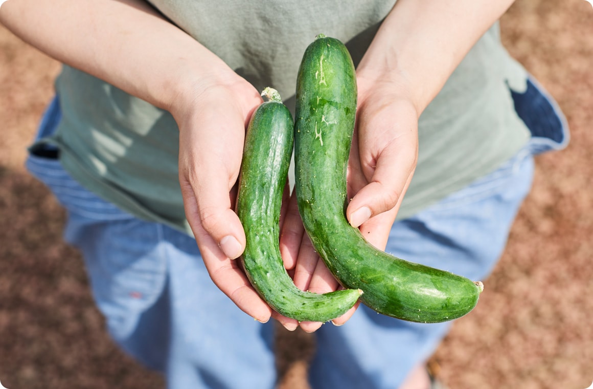 2本の曲がったきゅうりの画像