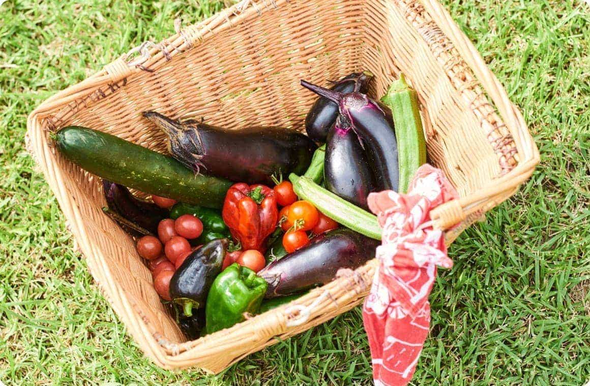 収穫した野菜の画像