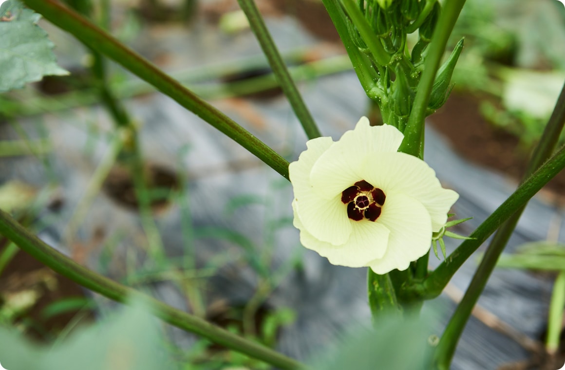 オクラの花の画像