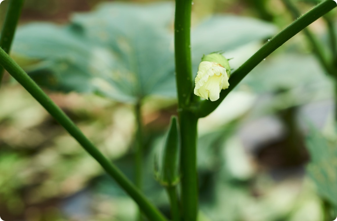 萎んだオクラの花の画像