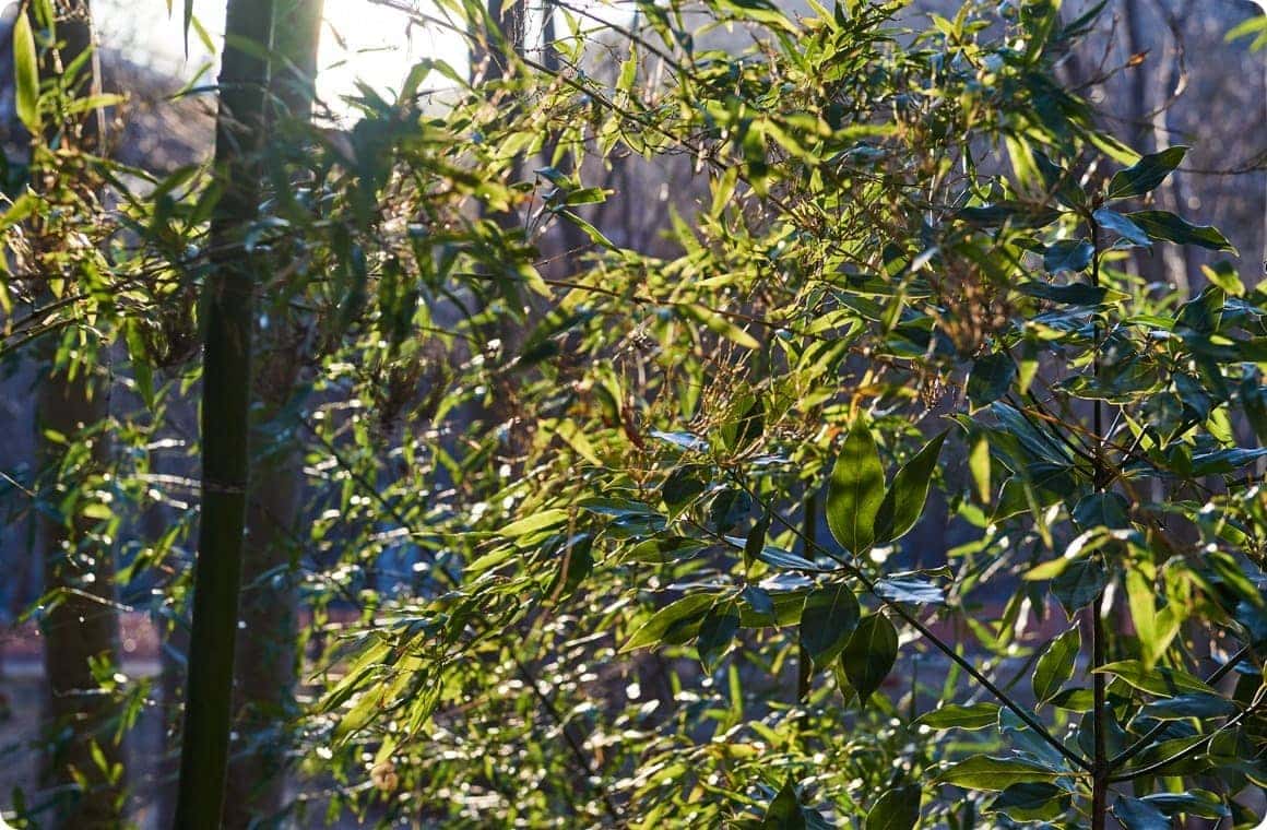 半逆光を使って撮影したキャンプ場の緑の画像