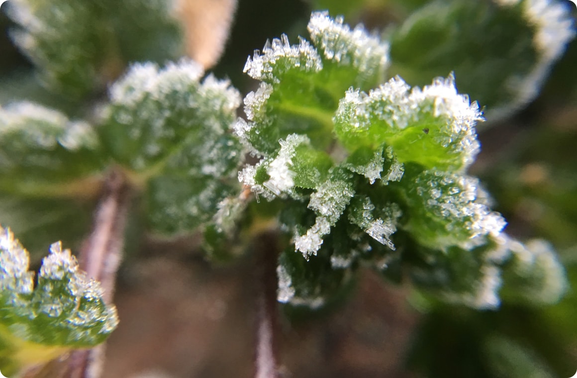 接写レンズを使って撮影した写真