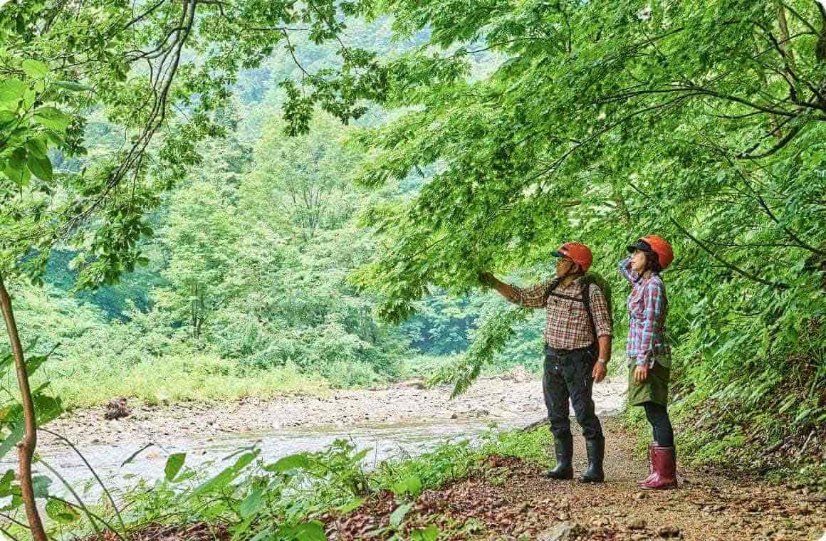白神山地を歩くこいしゆうかとガイドさんの画像