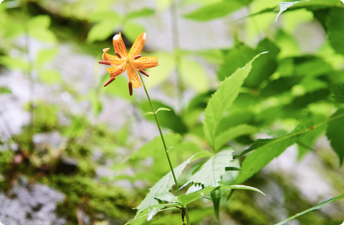 クルマユリの画像