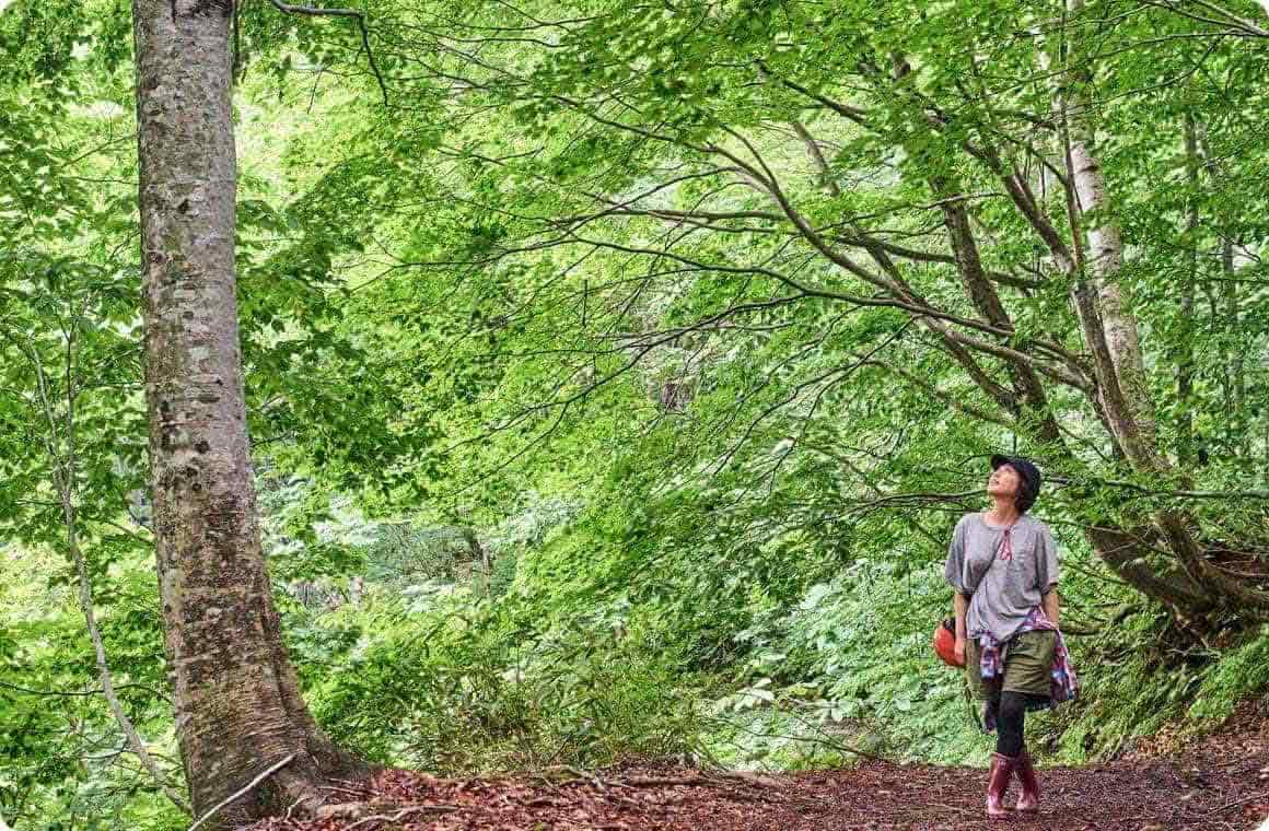 白神山地を歩くこいしゆうかの画像