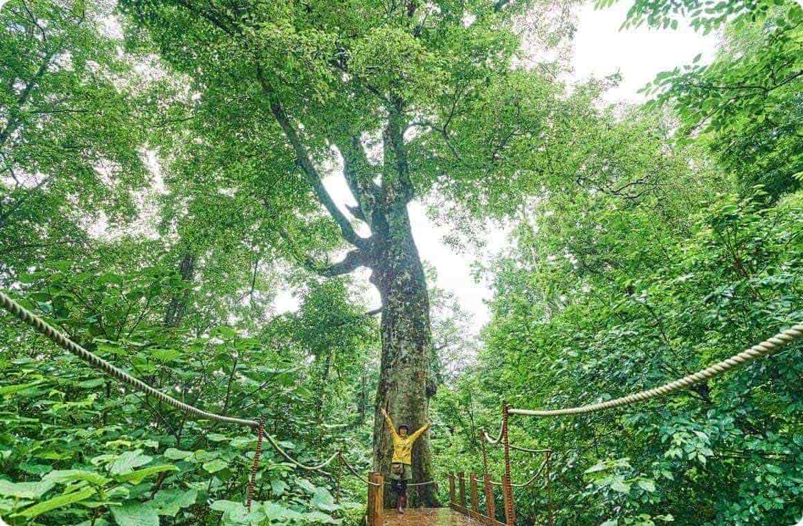 マザーツリーの画像