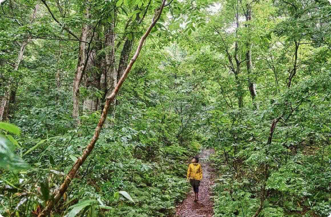 ぶな巨木ふれあいの経の画像