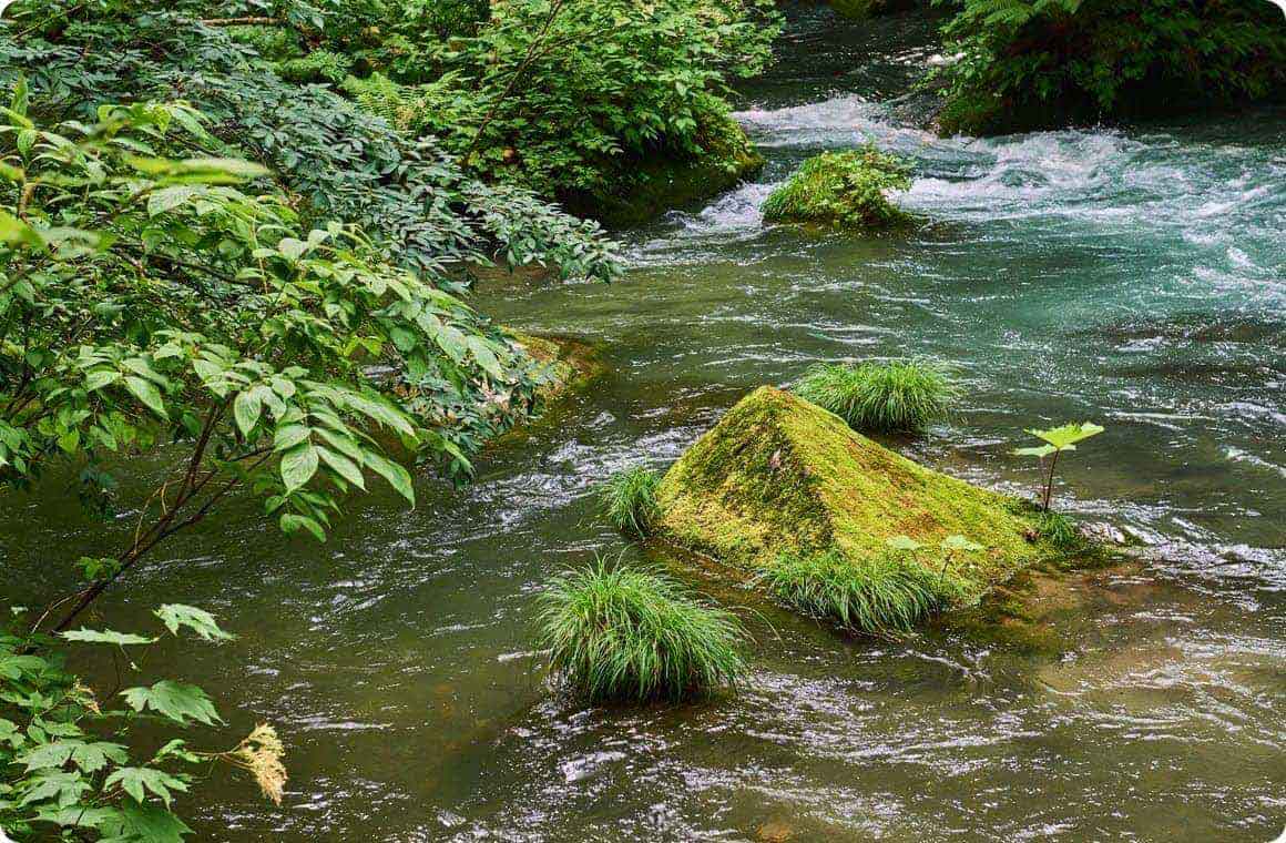 奥入瀬渓流の苔で覆われた岩の画像