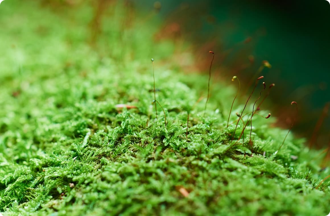 苔の拡大画像