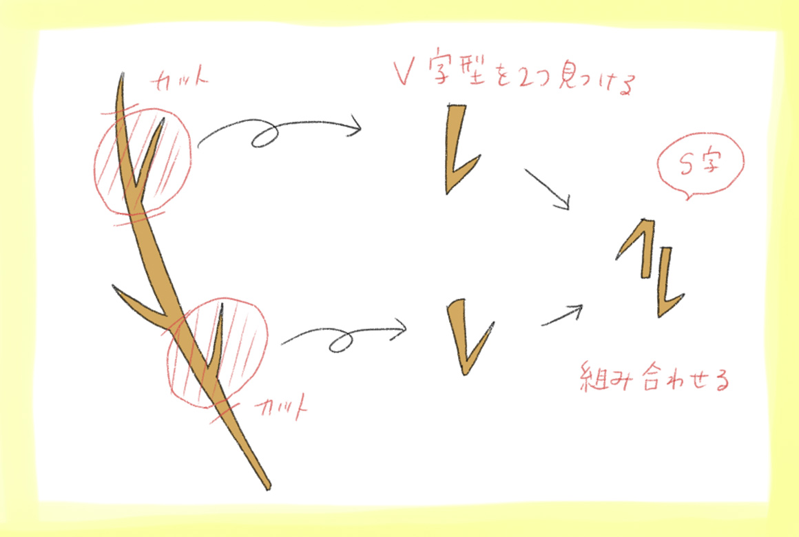 枝分かれしている部分がV字になった枝（2つ）