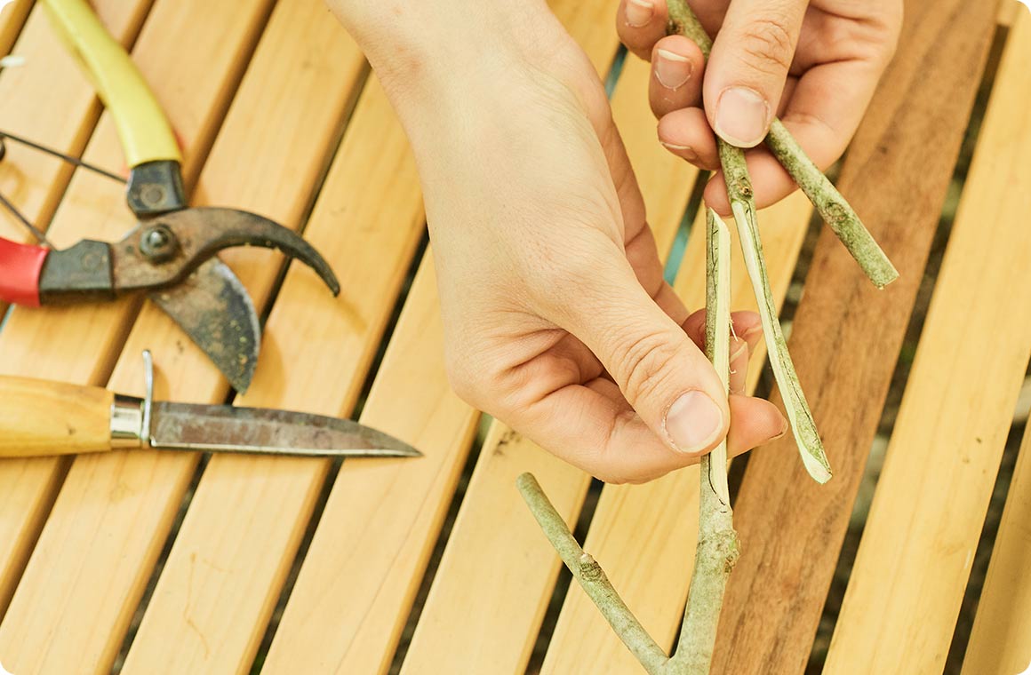 ナイフで接続部分を平らに削る