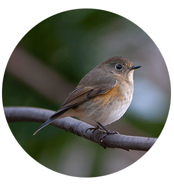 ルリビタキ（メス）