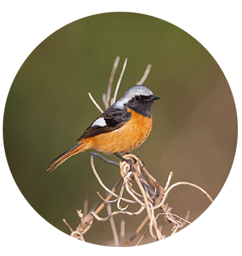 ジョウビタキ（オス）