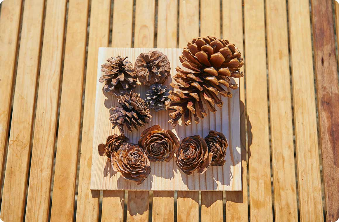 葉っぱや木の実