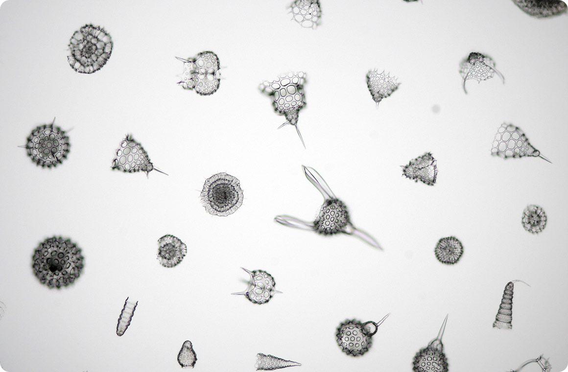 放散虫（ほうさんちゅう）