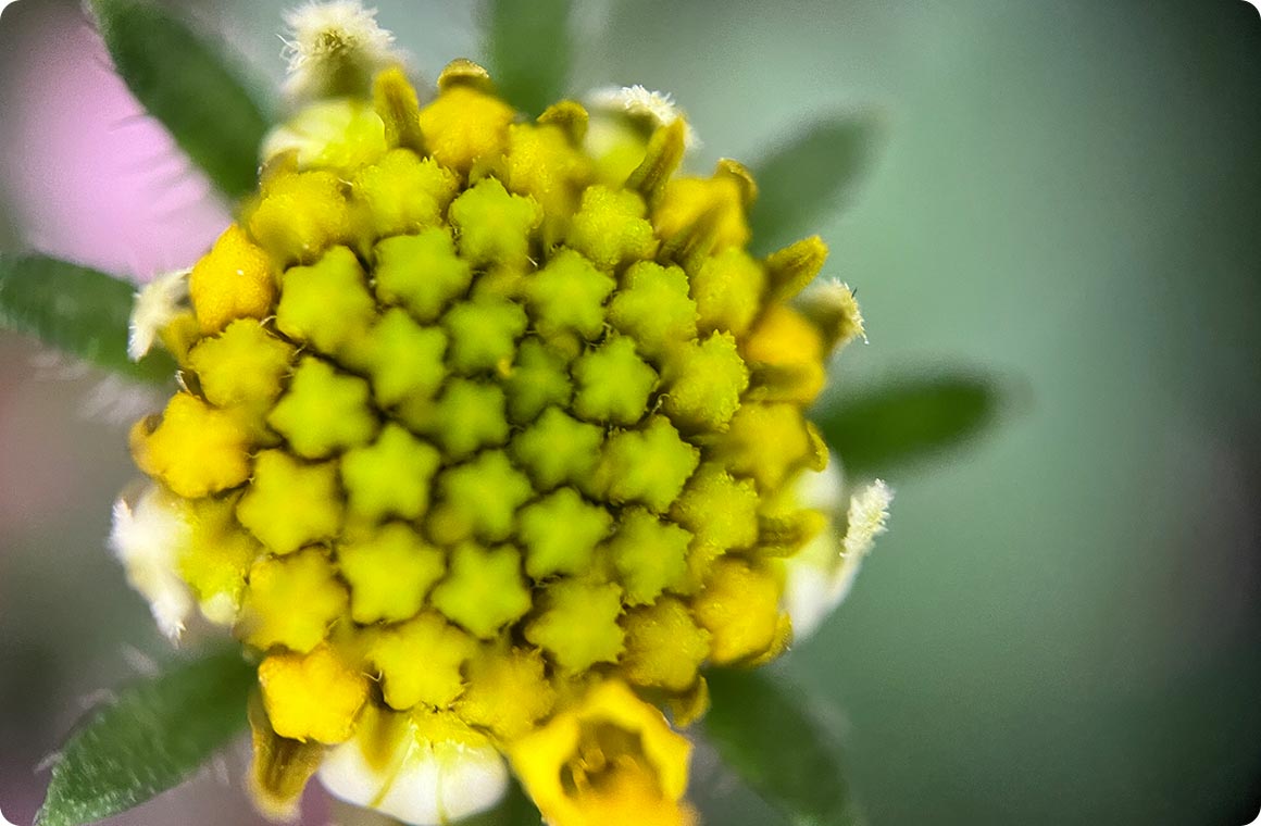 お散歩の最高のお供