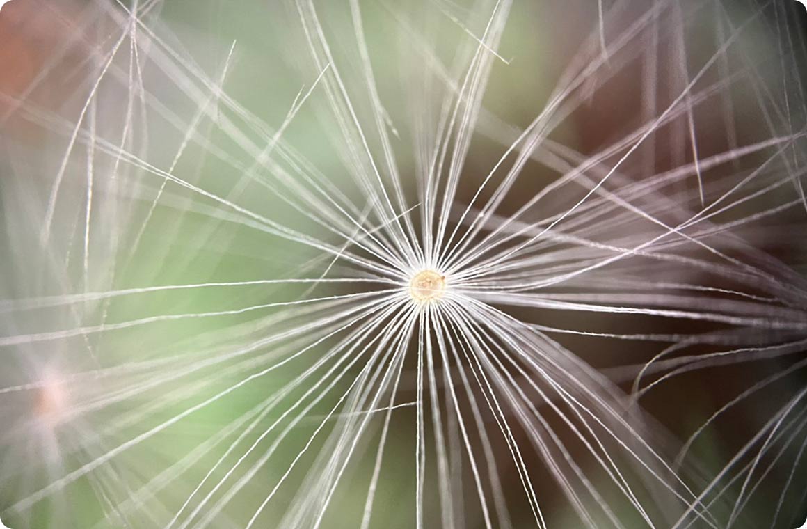 タンポポの綿毛