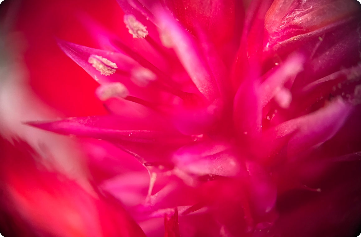 おしべ・めしべ