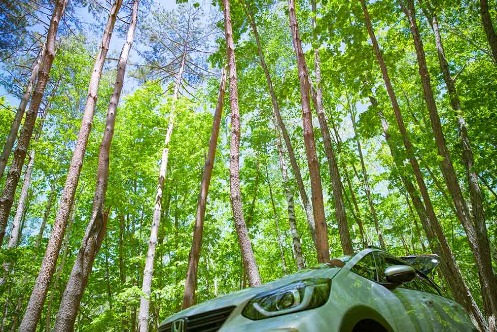 フィット クロスターと自然