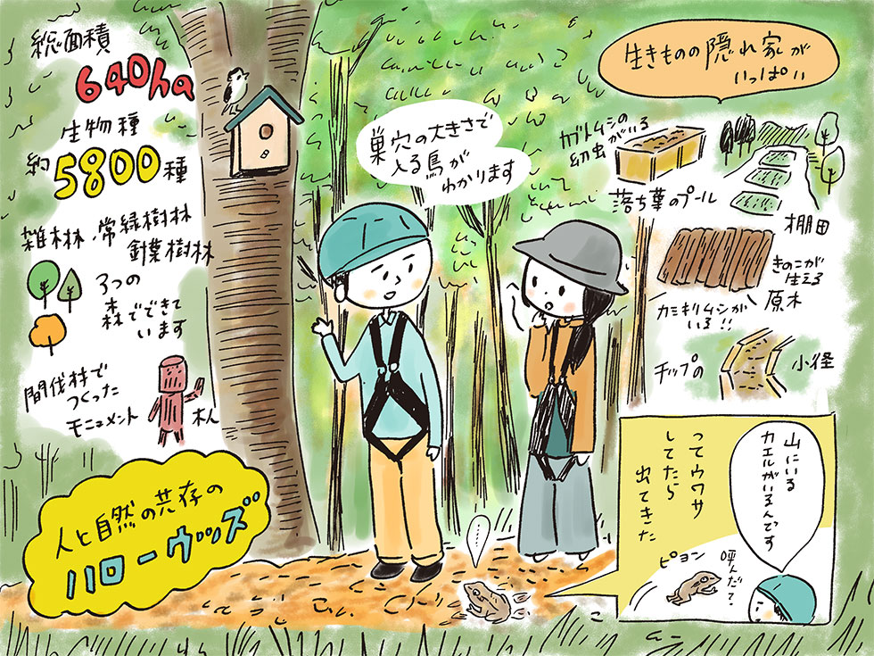 ハローウッズの森