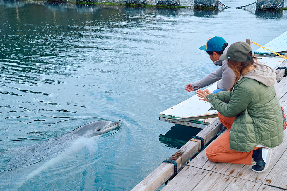 ドルフィンファームオートキャンプ場