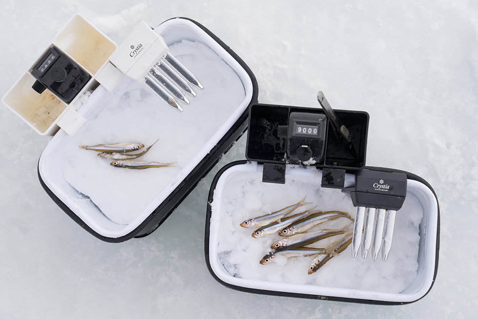 ワカサギ釣りの釣果