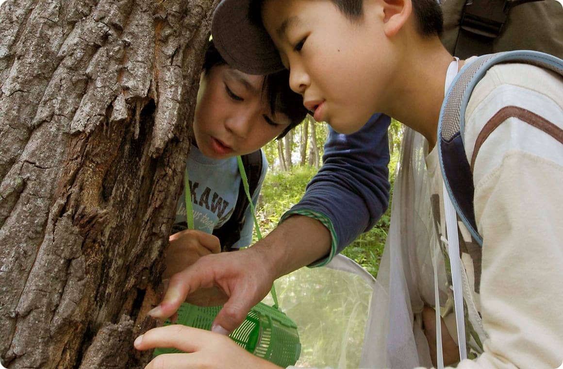 木の皮が剥がれかかったところに、コクワガタが隠れていた！