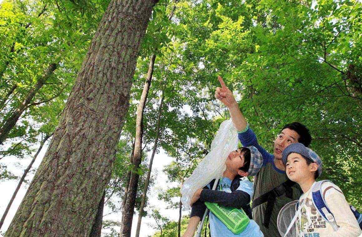 甘～い香りのトラップを作ってみた バナナとお酒で、大好物の発酵した樹液を再現