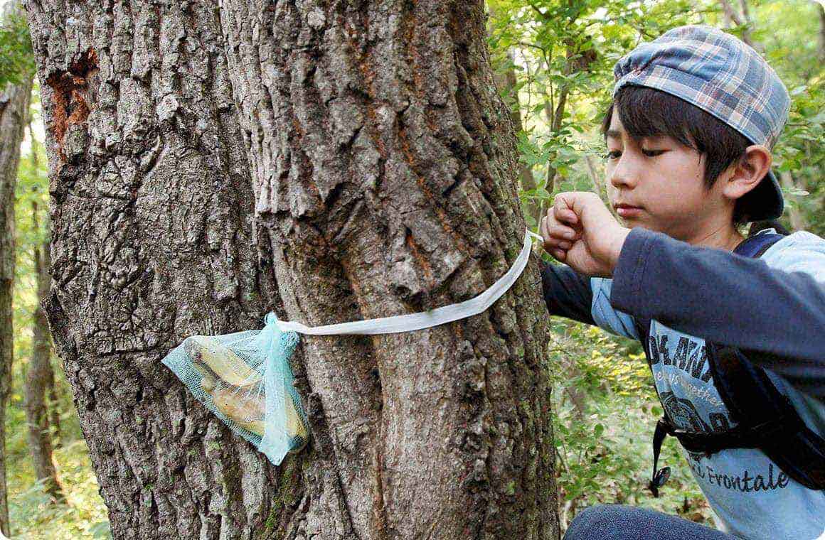 発酵して少し黒っぽくなってきたら、ネットに入れて、目星をつけておいた木の幹へ、くくりつけましょう