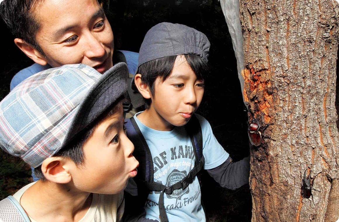 いた！日が暮れた森に分け入って、あの樹液の匂いを頼りに捜してみると、カブトムシがディナーの最中でした