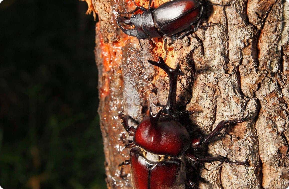たっぷり浸み出す樹液にはノコギリクワガタも……。まさに森のレストランです